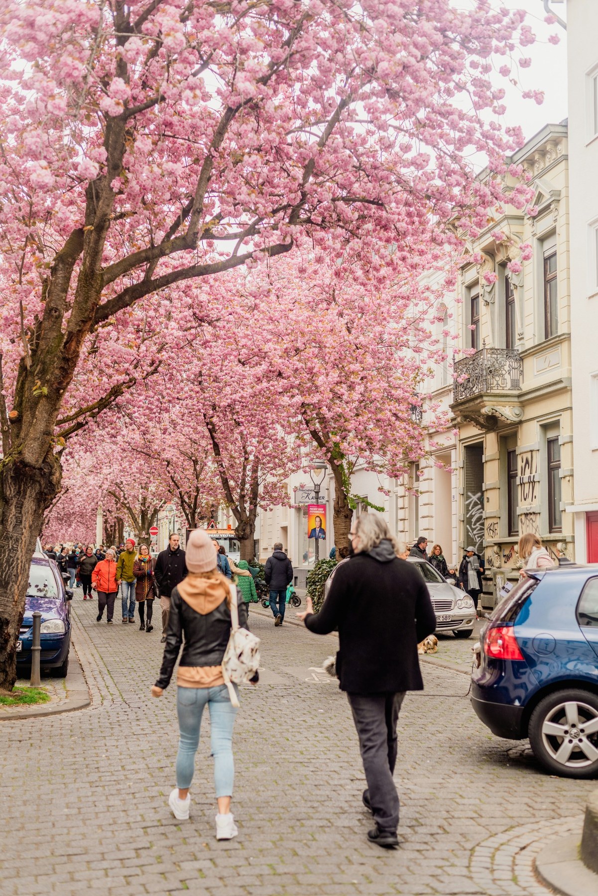 A Bonn residential street beneath a canopy of pink cherry blossom.